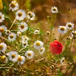 Pri Stefacovih - Authentic House Grahovo