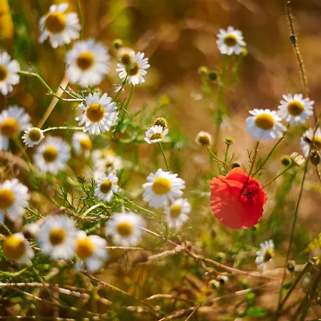 Pri Stefacovih - Authentic House Grahovo