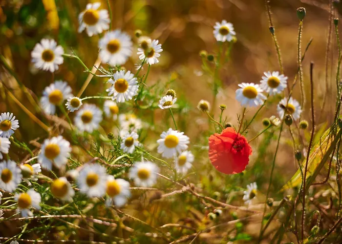 Pri Stefacovih - Authentic House Grahovo