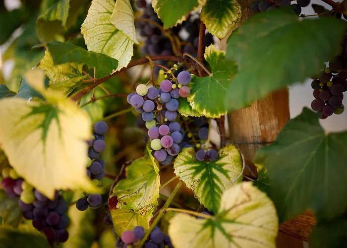 Vakantiehuis Pri Stefacovih - Authentic House Grahovo